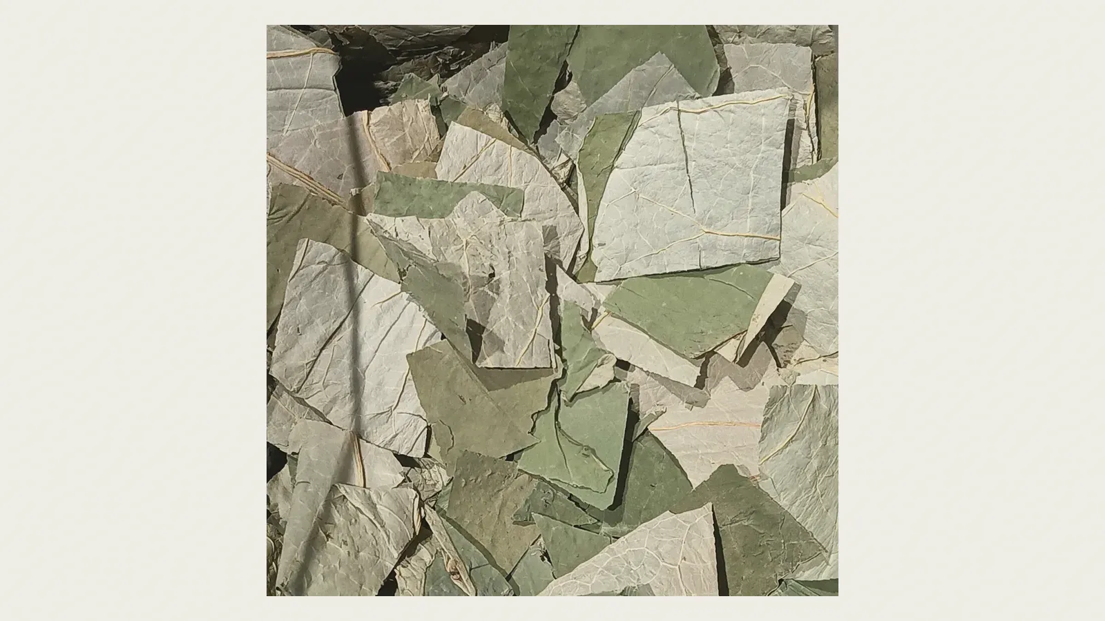 Flat, unrolled tencha leaves before grinding