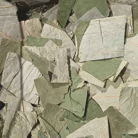 Flat, unrolled tencha leaves before grinding