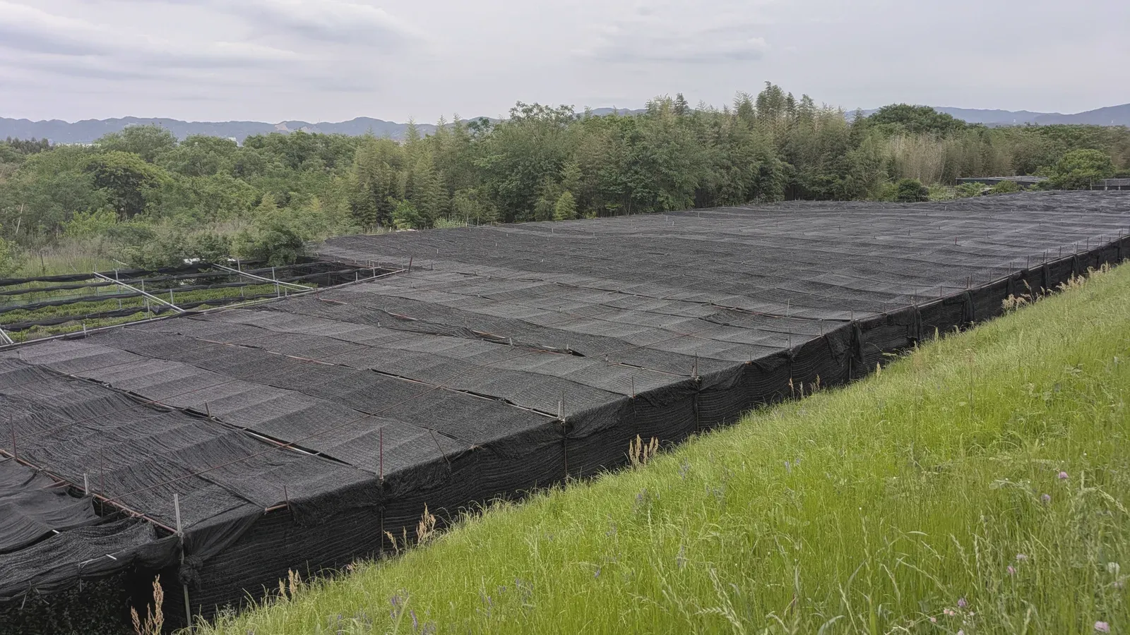 A wide tea field under black shade covers, hills rising behind it