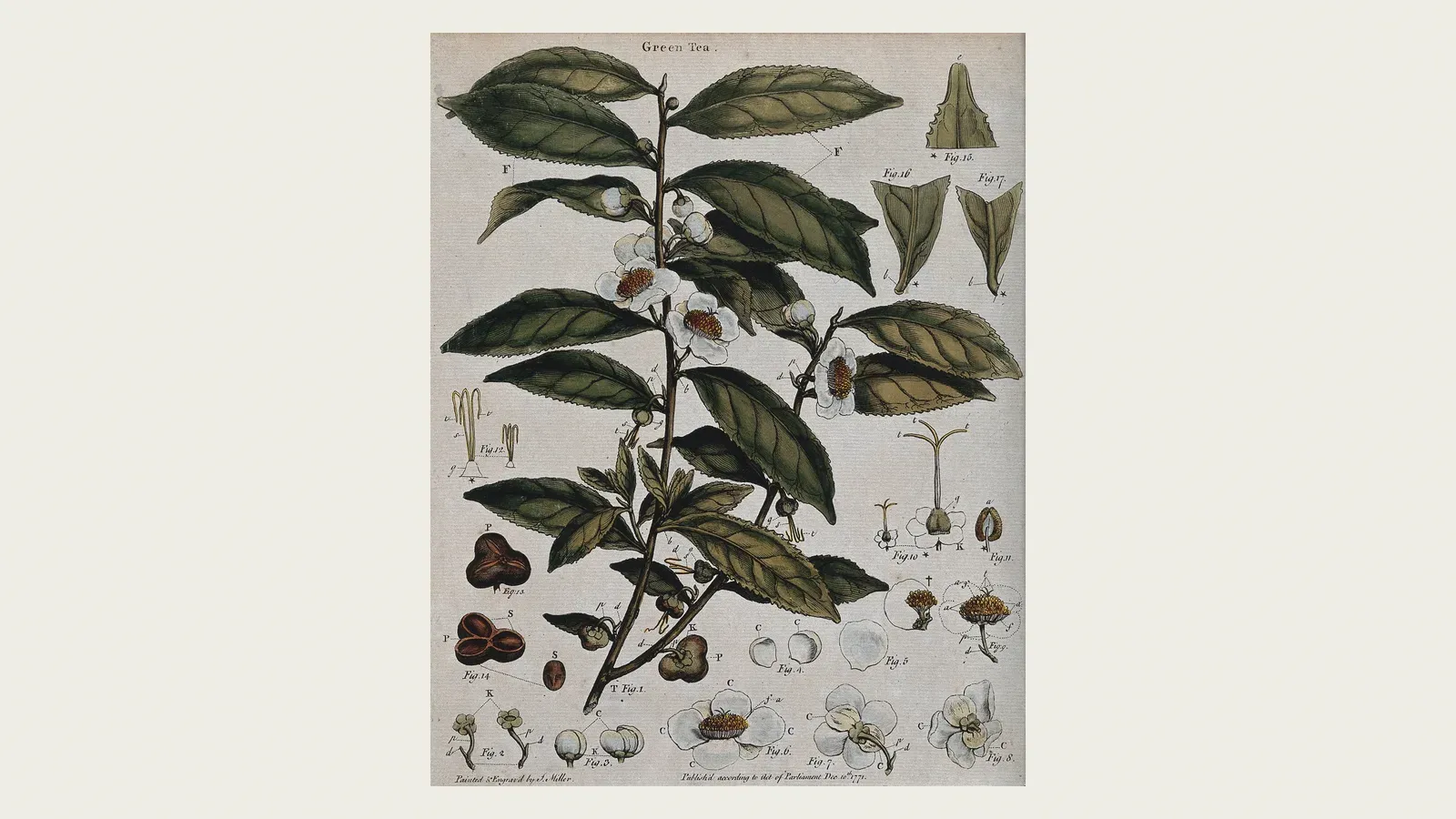 A botanical plate of the tea plant, Camellia sinensis