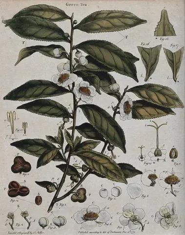 A botanical plate of the tea plant, Camellia sinensis